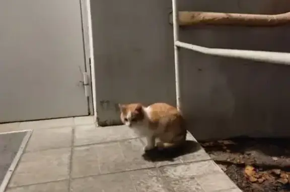 Найдена кошка, Ульяновск, фото: Кошка найдена: Карла Маркса, 24, Ульяновск