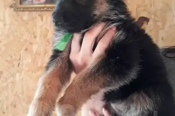 Собаки потеряшки, Новосибирск, фото: Потеряшка собака, Пархоменко 24, Новосибирск