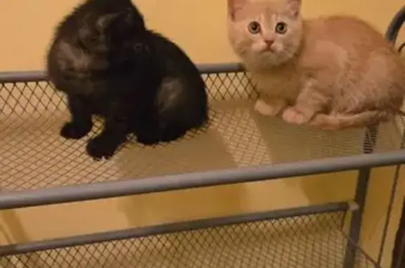 Котята найдены: ул. Макаренко, 13 к6, Тула