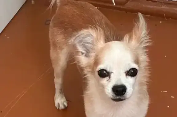 Пропала чихуахуа, ул. Космонавтов 77/1