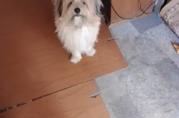 Пропала собака, ул. Менделеева, Воронеж