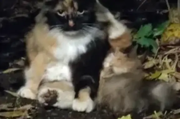 Кошка на Шоссейной ул., 54 к2, Москва