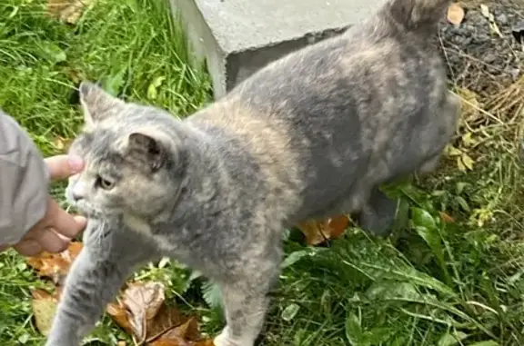 Найденные животные Петрозаводск, фото: Кошка найдена: Чехова 24, Петрозаводск