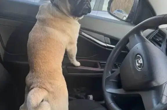 Собаки потеряшки, Екатеринбург, фото: Потеряшка собака, Трактовая 2/1, Екатеринбург