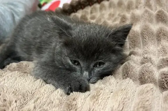 Найдена кошка, Уфа, Башкортостан