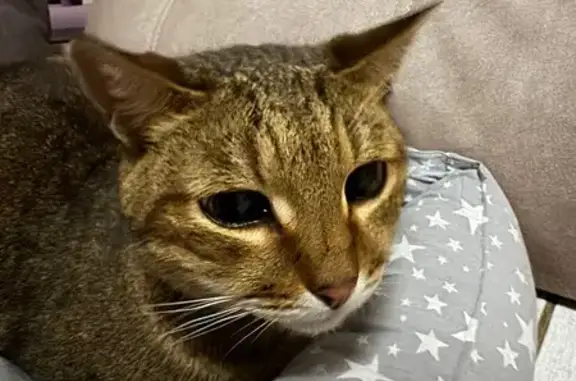 Найдена кошка, , фото: Кот найден в аптеке на Буммашевской, 8