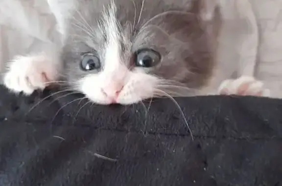 Пропала кошка, Садовая 55, Барнаул