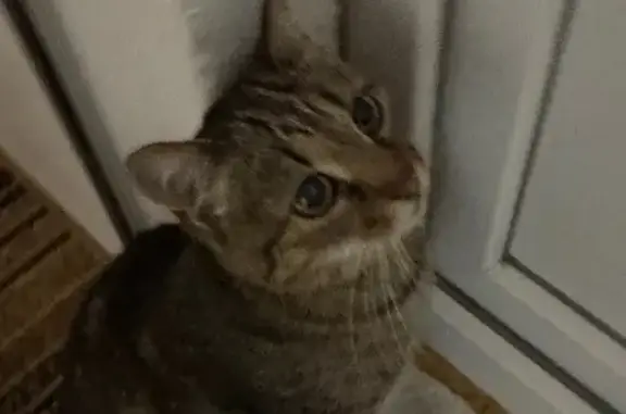 Найдена кошка, Саранск, фото: Найдена кошка, ул. Т. Бибиной 1/11, Саранск