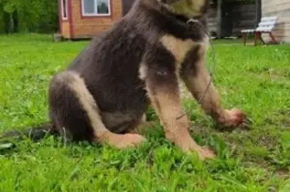 Пропала собака, Надеждинский с/с, Башкортостан