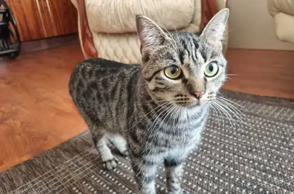 Кошки потеряшки, Брянск, фото: Потеряшка кот, Брянск, Спартаковская 58