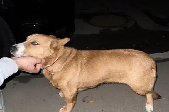 Найдена собака, Ростов-на-Дону, фото: Собака найдена: 1-я Круговая ул, 72, РнД