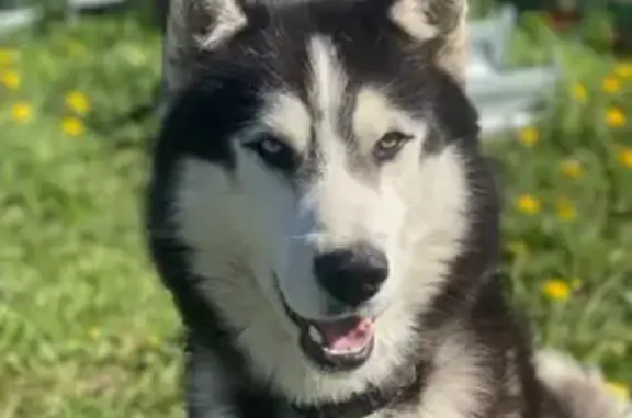 Пропала хаски, Конная ул. 26, Яльгелево