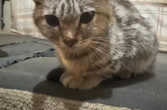 Ласковая кошка ищет дом, Воронеж