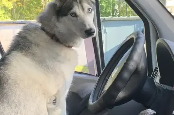 Собаки потеряшки, Парголово, фото: Потеряшка хаски, Суздальский пр., Парголово