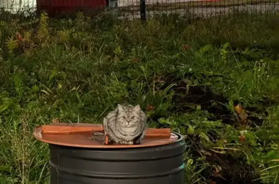 Кошка найдена: Солн. бульвар, 4, Чебоксары