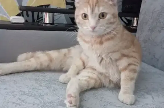 Пропала кошка, Озёрная 46, Богданович