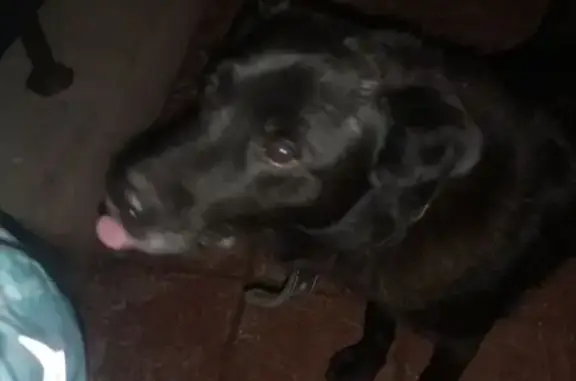 Найдена собака, , фото: Найдена собака: Антонова/Измайлова, Пенза