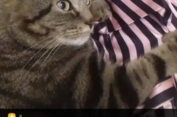 Кошки потеряшки, Новокузнецк, фото: Потеряшка кот, Бухтарминская 26, Новокузнецк