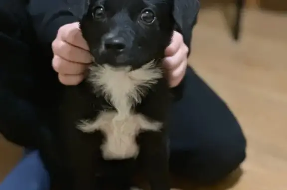 Найдена собака, Ставропольский край, фото: Найдена собака в Кисловодске, Ставрополье