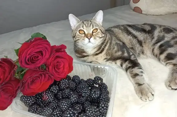 Пропала кошка, Роликовый пер., 4, Самара