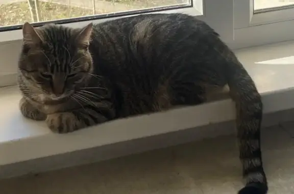 Кошки потеряшки, Белореченск, фото: Потеряшка кошка, ул. Ленина 107, Белореченск