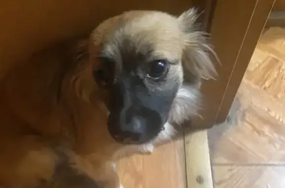 Найдена собака на Городской улице, Курск