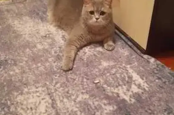 Пропала кошка, Транспортный пер., 4, Аксай