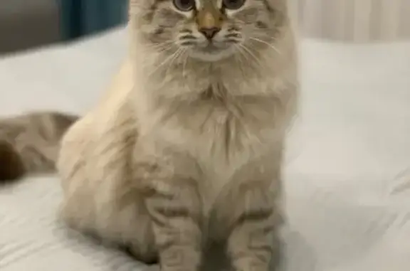 Пропала кошка, Арзамас, Молокозаводская