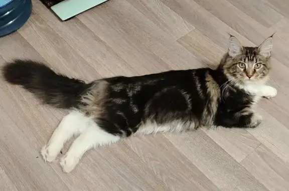 Кошки потеряшки, Нижегородская область, фото: Потеряшка кошка в Ясенцах, Нижегородская обл.