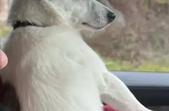 Найдена собака, Нижегородская область, фото: Найдена собака, Ступино, Нижегородская обл.