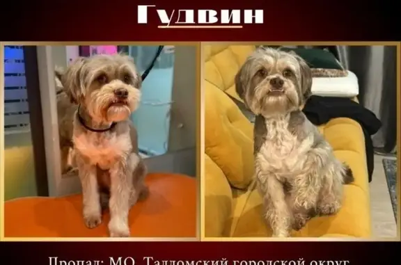 Пропала собака в Большом Страшево!