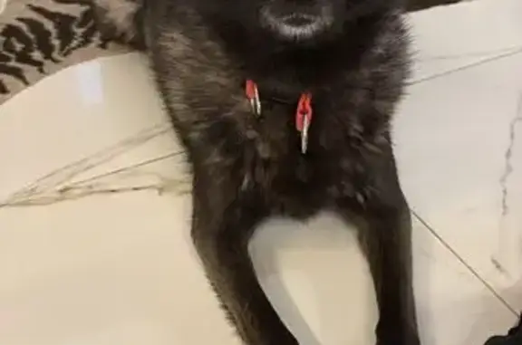 Собаки потеряшки, Видное, фото: Потеряшка чёрная собака, Завидная 16, Видное