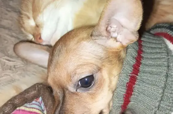 Собаки потеряшки, , фото: Потеряшка собака, «Урал», Батуринское СП