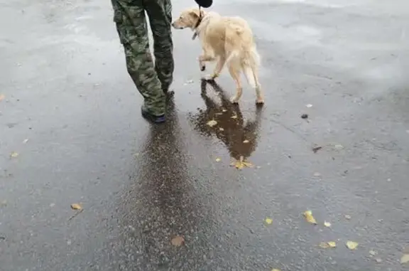 Пропала собака на Борисовских Прудах