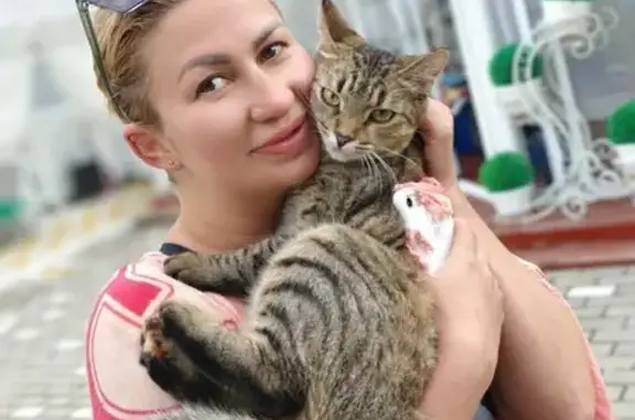 Пропала кошка, Ногинск, Михайлова 7