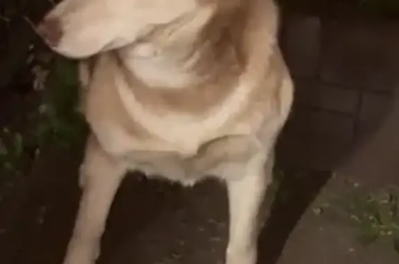 Пропала рыжая хаски, Голицыно, Виндавский 50