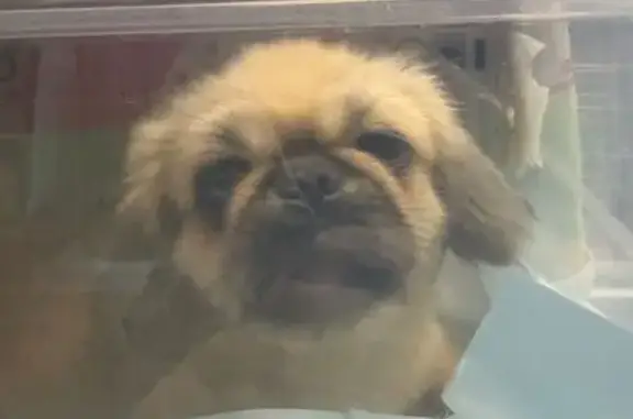 Найдена собака, Сочи, фото: Сочи, Пластунская 198А: найдена собака