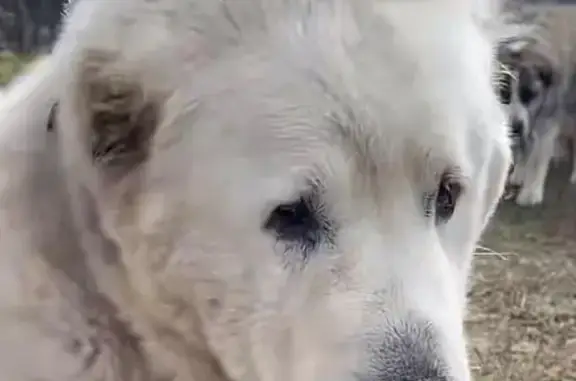 Пропала собака в Пашковском, Курская обл.