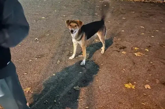 Собака найдена: ул. А. Невского 178, Калининград