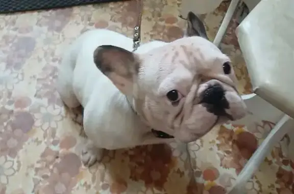 Пропал бульдог, Магистральная 1, Сыктывкар