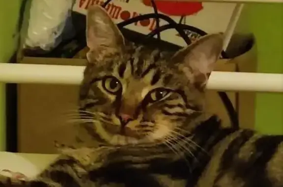 Кошки потеряшки, Москва, фото: Потеряшка кошка, Флотская, 56, Москва