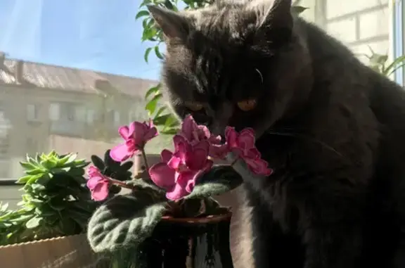 Пропала кошка, Глаженка, СТД 