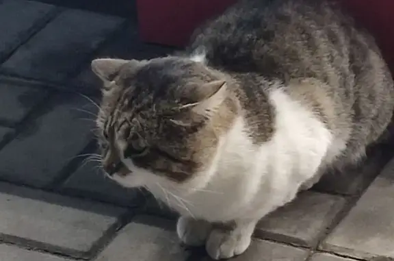 Найдена кошка, Верхнетемерницкий, фото: Кошка найдена у Магнита, Ньютона 3