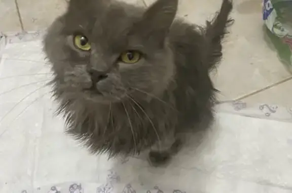 Найдена кошка, Томск, фото: Кошка найдена: ул. Нахимова, 6, Томск