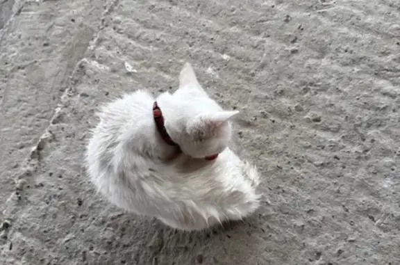 Найденные животные Михайловск, фото: Кошка найдена: ул. В. Высоцкого, 8, Михайловск