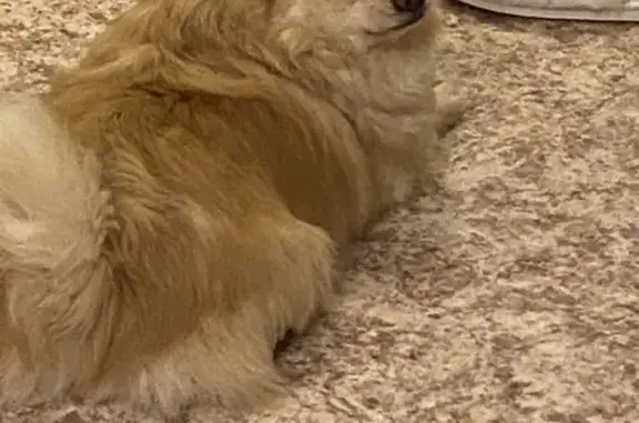 Найдена собака, Калуга, фото: Собака найдена: ул. 65 лет Победы, 23, Калуга