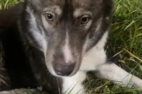 Найдена собака, Ярославль, фото: Найдена собака на Светлой, 5, Ярославль