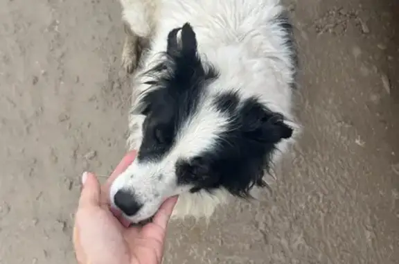 Найдена собака, Калужская область, фото: Собака найдена: Товарково, Калужская обл.