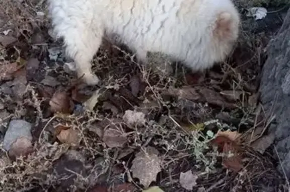 Найдена собака, Шахты, фото: Шпиц найден, Мечникова 7А, Шахты