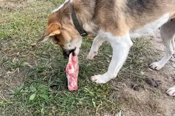 Найдена собака, , фото: Собака найдена: Центр. ул., 65, с. Л. Толстого
